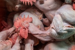 Newly-slaughtered chicken carcasses are submerged in water before they are chopped and sold at a Tapiei wet market. Taiwan, 2019.