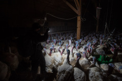 Investigators document the crowded conditions inside a turkey factory farm.
