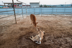Two calves at a feed station at the Bulgarian-Turkish border. Turkey, 2018.