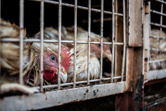 A hen looks out from the slits of her cage, where she is packed in with other chickens for transport to the wet market. They will remain in these cages until they are selected for slaughter. India, 2021. S. Chakrabarti / We Animals