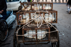 Metal crates of chickens are tied together to secure them during transportation by a cycle rickshaw. India, 2021. S. Chakrabarti / We Animals