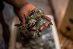 A vendor holds up a handful of dead prawns. India, 2021. S. Chakrabarti / We Animals