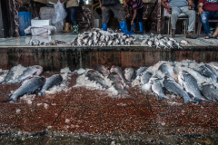 A variety of fish is piled on the floor of the market for customers to have a better look at before buying. Ice is used to keep the fish looking fresh. India, 2021. S. Chakrabarti / We Animals