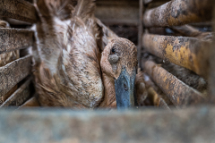 A lone duck confined to a tiny cage at an Indonesian duck egg farm is barely able to move and cannot open or stretch her wings. Indonesia, 2021. Haig / Act for Farmed Animals / We Animals