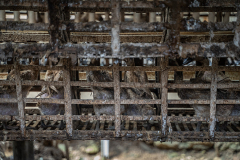 A view from behind rows of battery cages at a duck egg farm in Indonesia. Excrement drips down the cages and the ducks are missing feathers and suffering from skin irritation. Indonesia, 2021. Haig / Act for Farmed Animals / We Animals