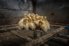 A group of ducklings huddles together in the corner of a small pen at an Indonesian duck farm. Indonesia, 2021. Haig / Act for Farmed Animals / We Animals