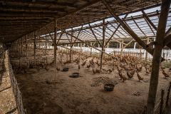 An overview of a large shed that houses thousands of ducks confined to dry pens at an Indonesian duck egg farm. Indonesia, 2021. Haig / Act for Farmed Animals / We Animals