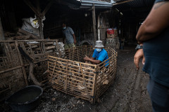 Ducks try to stay as far away from the workers as possible at a small slaughterhouse in Indonesia, while the workers select ducks to be slaughtered. Indonesia, 2021. Haig / Act for Farmed Animals / We Animals