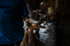 Ducks are grasped by their necks by a worker and taken from the holding pens to the kill floor of a small slaughterhouse. Indonesia, 2021. Haig / Act for Farmed Animals / We Animals