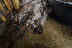 A pile of recently slaughtered and de-feathered ducks at a small slaughterhouse. Indonesia, 2021. Haig / Act for Farmed Animals / We Animals
