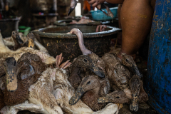 Ducks are tied down awaiting their turn to be slaughtered, while they hear and see other ducks being slaughtered inside a market. Indonesia, 2021. Haig / Act for Farmed Animals / We Animals
