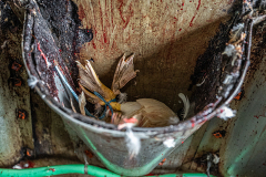 Two ducks, with slit throats and tied together by the legs are stuffed upside down into a metal cone and left to bleed out at an Indonesian wet market. Indonesia, 2021. Haig / Act for Farmed Animals / We Animals