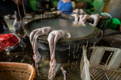 Flies hover and feed on the bodies of recently slaughtered ducks at an Indonesian wet market. Indonesia, 2021. Haig / Act for Farmed Animals / We Animals