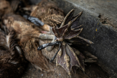 Close up of several ducks tied by the feet at a wet market. Indonesia, 2021. Haig / Act for Farmed Animals / We Animals.