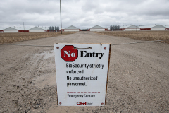 A biosecurity sign announces that no pedestrians or vehicles should enter a large chicken farm while the highly pathogenic H5N1 avian flu is in the area. Canada, 2022. Jo-Anne McArthur / We Animals