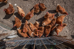 A small, backyard flock of laying hens. The farmer stated that if H5N1 were to reach his flock, he would follow regulations and kill them, and then simply be without hens for a while, replacing them when it was safe to do so. Canada, 2022. Jo-Anne McArthur / We Animals