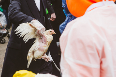 After completing the Kaporos ritual, a practitioner hands a "used" chicken to a worker at a pop-up stand on the side of a bust street. USA, 2022. Victoria de Martigny / We Animals
