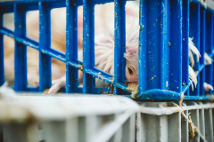 A dying chicken lies with their face pressed against an opening in a crate that sits on a bust street. USA, 2022. Victoria de Martigny / We Animals