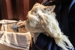 An ailing chicken used for the Kaporos religious ritual that takes place annually at various sites in Brooklyn is cradled by an activist at a rescue center. USA, 2022. Molly Condit / We Animals