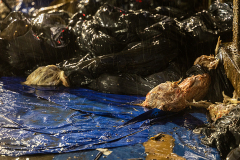 Bodies of dead chickens lie discarded among numerous trash bags, feces and other debris outside a Brooklyn Kaporos slaughter site. New York, USA, 2022. Molly Condit / We Animals