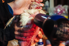 Volunteers with the Alliance to End Chickens as Kaporos use hair dryers to warm a hypothermic chicken that was rescued and brought to triage. USA, 2022. Victoria de Martigny / We Animals