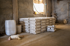 On an Indian egg production farm, the dead body of an egg-laying hen lies on the floor next to crates filled with eggs waiting to be loaded for transport. During the summer, as the temperature routinely surpasses 40°C, hen deaths due to heat exhaustion are routine. Though the deaths increase a farm's mortality rate, it has little impact on these mid-size farms that contain 8,000 to 15,000 adult egg-laying hens.