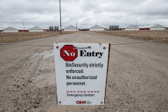 A biosecurity sign announces that no pedestrians or vehicles should enter a large chicken farm while the highly pathogenic H5N1 avian flu is in the area. Canada, 2022. Jo-Anne McArthur / We Animals
