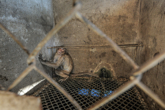 A sick monkey in quarantine at a macaque breeding facility. Laos, 2011. Jo-Anne McArthur / We Animals