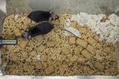 Black-furred mice, also known as C57BL/6 mice, with skull implants. A part of their skull is removed with a window inserted so that scientists can observe a brain working in a fully conscious living animal. USA, 2020. Roger Kingbird / HIDDEN / We Animals