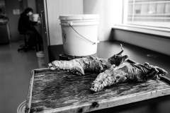 Skinned mink at a veterinary school. Canada, 2007. Jo-Anne McArthur / We Animals