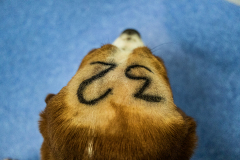 Dogs are marked with a number to aid identification when they are killed after completion of an experiment.  Spain, 2019. Carlota Saorsa / HIDDEN / We Animals