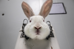 A rabbit immobilized in a restraint before having her ears bled.  Spain, 2019.  Carlota Saorsa / HIDDEN / We Animals