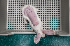 This rabbit’s back has been shaved and points marked in preparation for a product dermal toxicity test.  Spain, 2018.  Carlota Saorsa / HIDDEN / We Animals