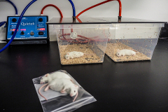 No longer of use for experimentation, laboratory mice are asphyxiated by carbon dioxide and then bagged for incineration.  USA, 2020. Roger Kingbird / HIDDEN / We Animals