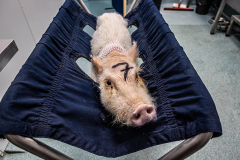 Unlucky 7. An immobilized pig awaits the administration of an infusion in a jugular catheter.  Spain, 2019. Carlota Saorsa / HIDDEN / We Animals