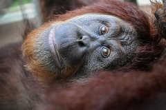 Allie, a rescued orangutan at The Centre for Great Apes. USA, 2014. Jo-Anne McArthur / NEAVS / We Animals