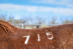 Close up of branding on a horse rescued from the PMU (Pregnant Mare Urine) industry at Equine Voices Rescue and Sanctuary. USA, 2014. Jo-Anne McArthur / NEAVS / We Animals