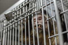A capuchin, formerly used in research, at a primate sanctuary.  USA, 2014. Jo-Anne McArthur / NEAVS / We Animals