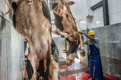 Steer bleeds out while worker prepares to slit throat of another steer at a slaughterhouse. Turkey, 2018. Jo-Anne McArthur / Eyes On Animals / We Animals