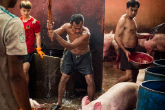 A pig screams as she is clubbed before slaughter. Thailand, 2019. Jo-Anne McArthur / We Animals for The Guardian