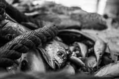 A gasping, writhing pile of fish and bycatch piled together on deck. France, 2018. Selene Magnolia / HIDDEN / We Animals