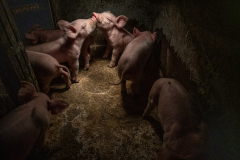 Piglets raised on concrete floors under infrared heat lamps, making rooting, sun-basking and many other natural behaviors impossible. Italy, 2018. Francesco Pistilli / HIDDEN / We Animals
