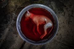 A dog carcass lies in a bucket of water ready to be cooked at a restaurant in Phnom Penh. Cambodia, 2019. Aaron Gekoski / HIDDEN / We Animals