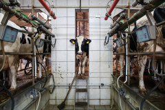 Steel barriers, concrete floors, tiled walls and push-button technology make up the habitat of the modern day dairy herd. Poland, 2017. Andrew Skowron / HIDDEN / We Animals