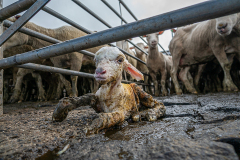 Born onto the concrete floor of the sale yard, this lamb has little value in this transit point between farm and slaughterhouse.  Australia, 2018. Lissy Jayne / HIDDEN / We Animals