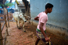 A young cattle dealer pulls his animal to the market in Bagachra, a small town near the Indian border. It is one of the largest cattle markets in southwest Bangladesh. According to the proprietor several thousand cattle change hands here every market day.