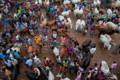 An aerial view of buyers and sellers at the cattle market of Bagachra, one of the largest cattle markets in southwest Bangladesh. According to the proprietor all of the cattle that are sold there come from India originally. Those that have been recently smuggled into Bangladesh tend to be emaciated, the more well-fed ones have been here for longer.