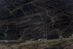 Sheep graze on scorched land in the Buchan area.