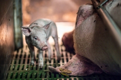 A sow and piglet in a sow stall. Italy, 2015.