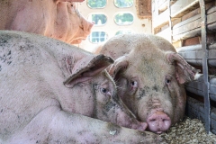 Pigs in a transport truck. Canada, 2013.-9391